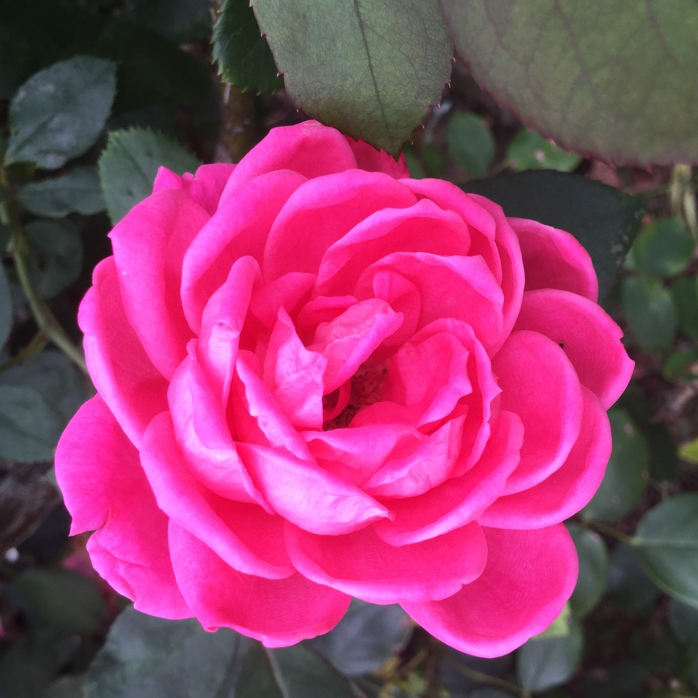 Meet your Posher, Ansley